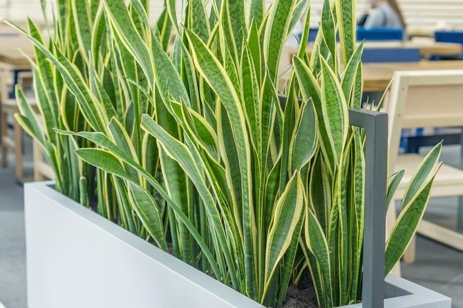 5 piante da ufficio per migliorare l'ambiente di lavoro – SmeraldaProperties
